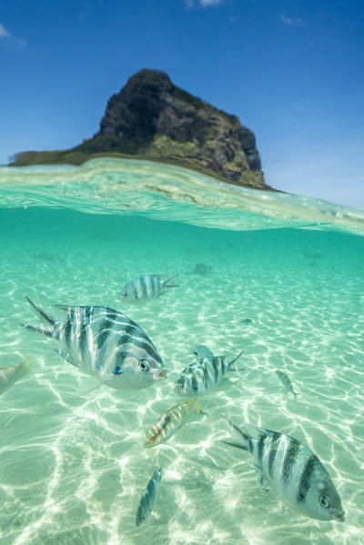 Tropical fish on coral reef in the turquoise lagoon, Le Morne Brabant, Black River district, Indian Ocean, Mauritius