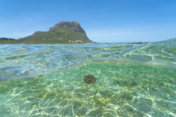 Starfish underwater on coral reef, Le Morne Brabant, Black River district, Indian Ocean, Mauritius