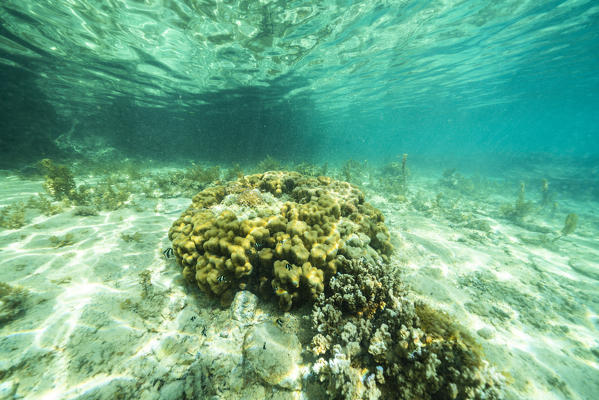 Tropical fish along coral reef in the turquoise lagoon, Ile aux Aigrettes, Pointe d'Esny, Mahebourg, Indian Ocean, Mauritius