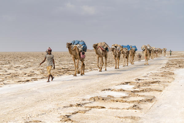 Camels caravan carrying salt extracted from Dallol salt mines, Danakil Depression, Afar Region, Ethiopia, Africa