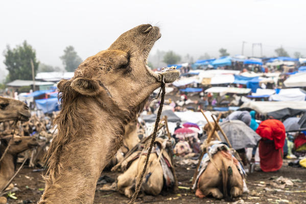 Close-up of camel screaming in Bati market, Amhara Region, Oromia, Ethiopia, Africa
