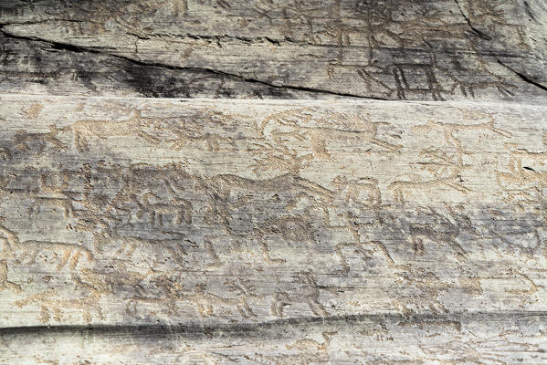 Deer dueling during the mating season, rock engraving, Naquane National Park, Capo di Ponte, Valcamonica, Lombardy, Italy