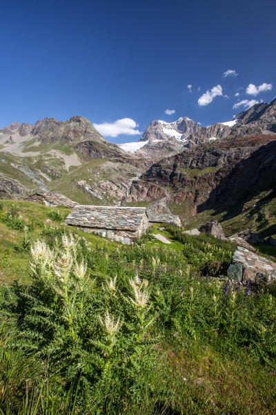 Cardoon blooming in the summer at the Alpe Giambre, Giambre Alp in the summer, Valmalenco, Valtellina, Italy