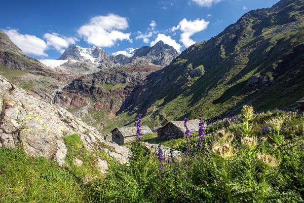 Cardoon blooming among in the Alpe Giambre, Giambre Alp in the summer, Valmalenco, Valtellina, Italy