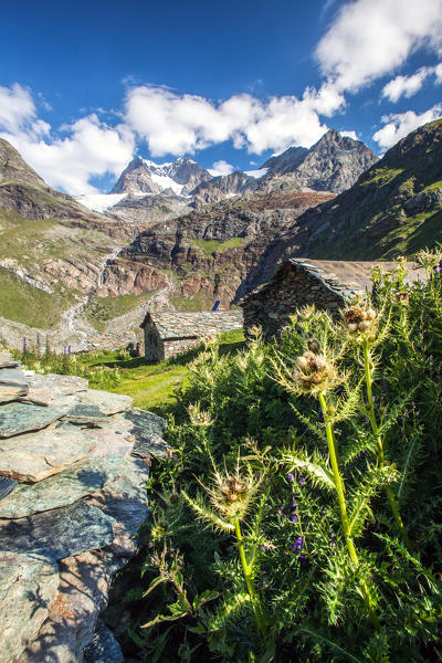 Cardoon blooming among the huts in the Alpe Giambre, Giambre Alp with a view of the Pizzo Zupo, Zupo Peak, Valmalenco, Valtellina, Italy