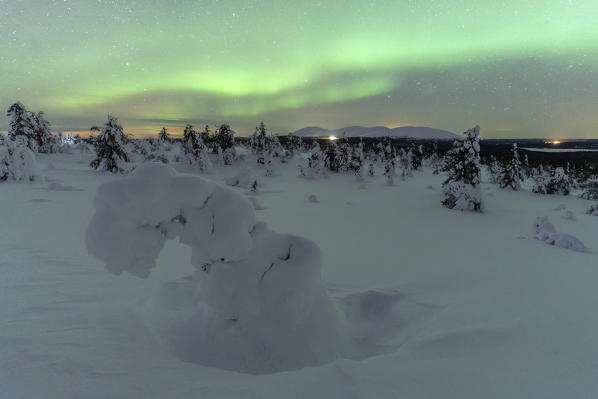 Frozen dwarf shrub trees in the snow lit by Northern Lights, Pallas-Yllastunturi National Park, Muonio, Lapland, Finland