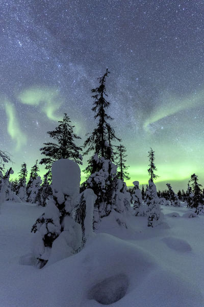Bright night sky lit by  Aurora Borealis over the frozen forest, Pallas-Yllastunturi National Park, Muonio, Lapland, Finland