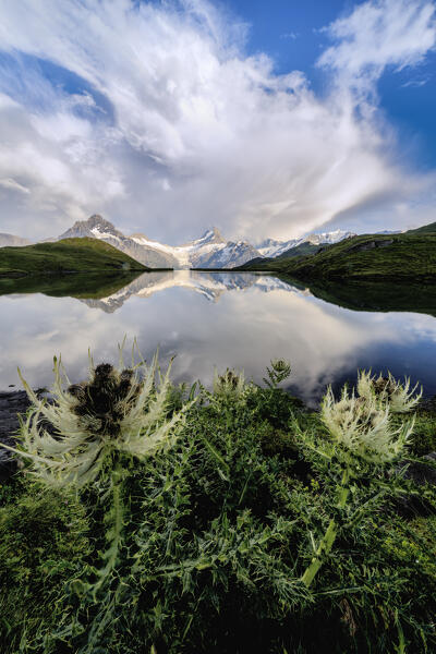 Mountains reflected in Bachalpsee lake surrounded by flowering plants, Grindelwald, Bernese Oberland, Bern Canton, Switzerland