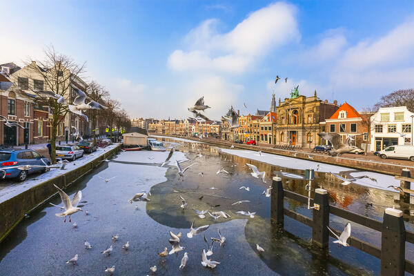 Seagulls flying on frozen canal of Spaarne river in winter, Haarlem, Amsterdam district, North Holland, The Netherlands