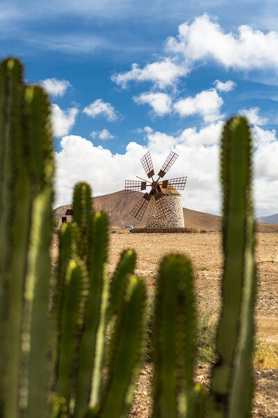 Green cactus with traditional windmill on background, Fuerteventura, Canary Islands, Spain