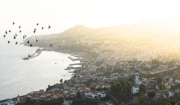 Birds flying over Sao Goncalo church and Funchal city at sunset, Madeira island, Portugal