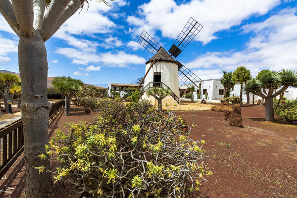 Traditional windmill in the Cactus Garden of Antigua, Fuerteventura,
Canary Islands, Spain