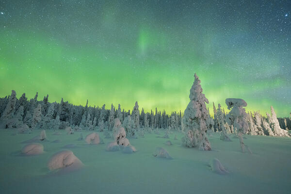 Spruce trees covered with snow in the arctic forest under the Northern Lights, Iso Syote, Lapland, Finland