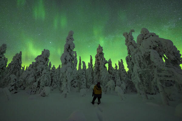Hiker woman standing in the snow looking at the frozen trees lit by Northern Lights, Iso Syote, Lapland, Finland