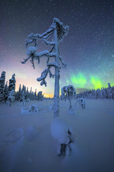Aurora Borealis in the starry night sky over the frozen forest, Iso Syote, Lapland, Finland