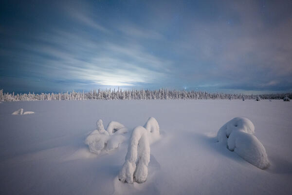 Clouds in the night sky over lone frozen trees in the wild landscape covered with snow, Iso Syote, Lapland, Finland