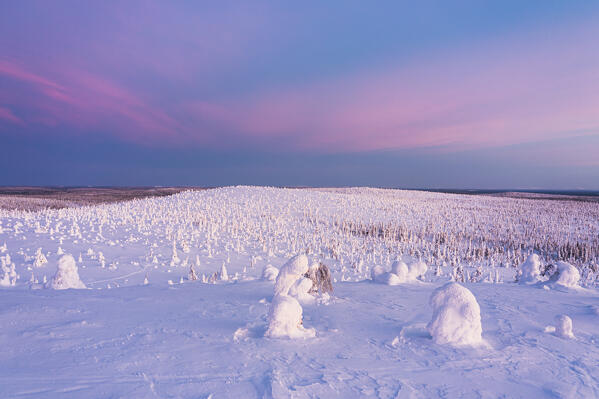 Frozen trees in the snowy forest at dawn, aerial view, Riisitunturi National Park, Lapland, Finland