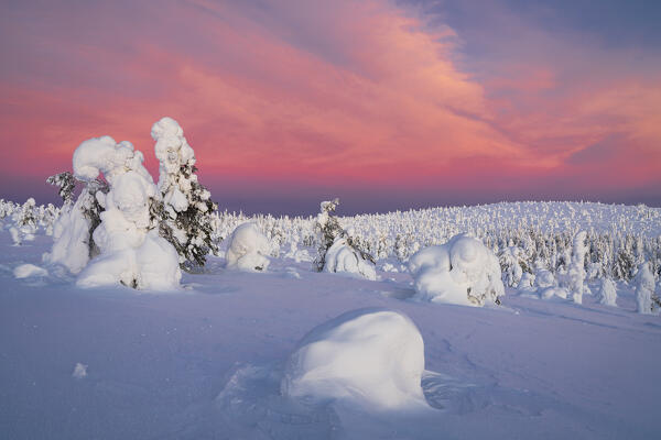 Romantic sky at dawn over frozen trees covered with snow, Riisitunturi National Park, Lapland, Finland