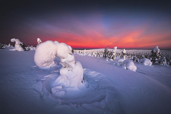 Frozen spruce trees covered with snow at sunrise, Riisitunturi National Park, Lapland, Finland