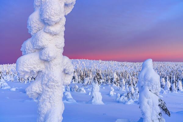 Ice sculptures wrapped in snow in the winter scenery of Riisitunturi National Park, Lapland, Finland