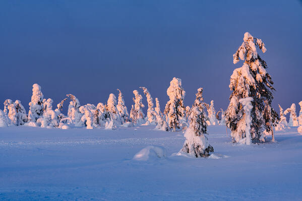 Pine trees covered with snow lit by the warm lights of sunrise, Riisitunturi National Park, Lapland, Finland