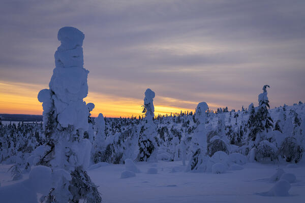 Dramatic sky with clouds at dawn over frozen trees in the snow, Riisitunturi National Park, Lapland, Finland