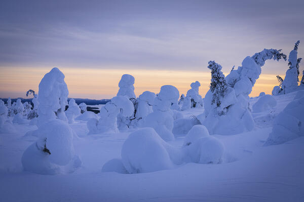 Frozen trees wrapped in snow, Riisitunturi National Park, Lapland, Finland