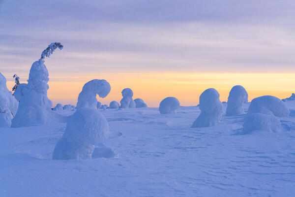 Ice sculptures at sunrise, Riisitunturi National Park, Lapland, Finland