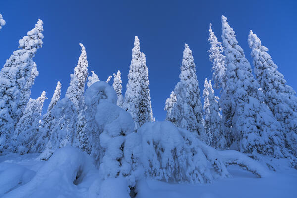 Low angle view of majestic trees covered with snow at winter dusk, Riisitunturi National Park, Posio, Lapland, Finland