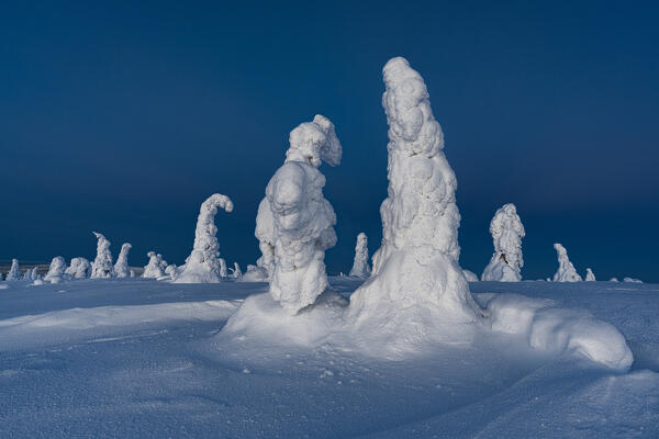 Frozen snowy trees In the winter scenery of Finnish Lapland at dusk