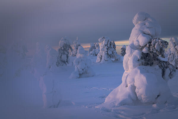 Ice sculptures in the mist at winter dusk, Riisitunturi National Park, Posio, Lapland, Finland