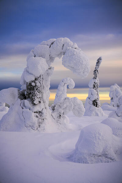 Majestic ice sculptures wrapped in snow at twilight, Riisitunturi National Park, Posio, Lapland, Finland