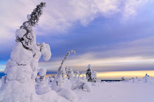 Frozen spruce trees covered with snow under the cloudy sky at dusk, Riisitunturi National Park, Posio, Lapland, Finland