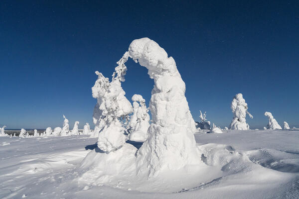 Ice sculptures lit by moon in the cold arctic night, Riisitunturi National Park, Posio, Lapland, Finland
