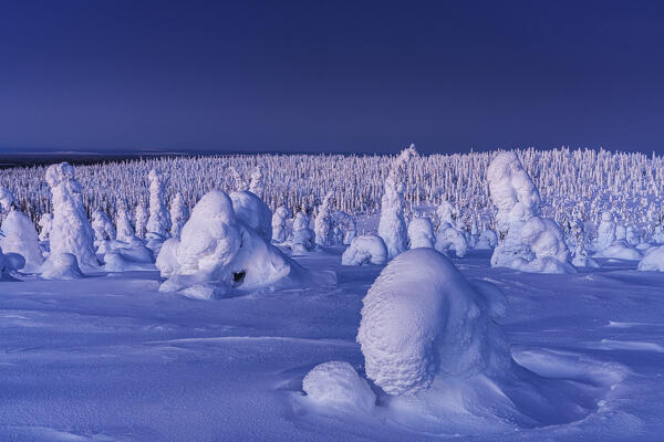 Frozen snowy forest after a winter blizzard during the blue hour, Riisitunturi National Park, Posio, Lapland, Finland