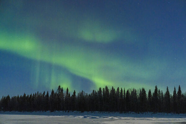 Winter forest covered with snow under glowing stars and Northern Lights, Levi, Kittila, Lapland, Finland
