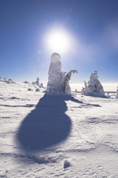 Frozen snowy trees brightly lit by moon in the cold Arctic night, Riisitunturi National Park, Posio, Lapland, Finland