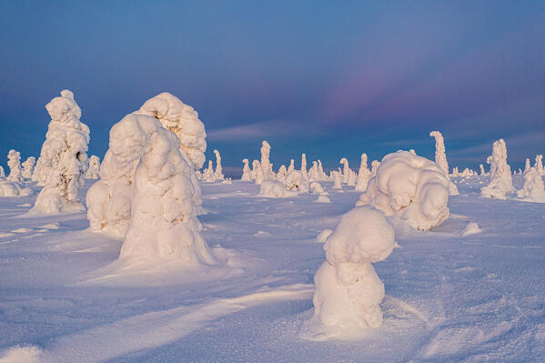 Frozen trees wrapped in snow at sunrise, Riisitunturi National Park, Posio, Lapland, Finland