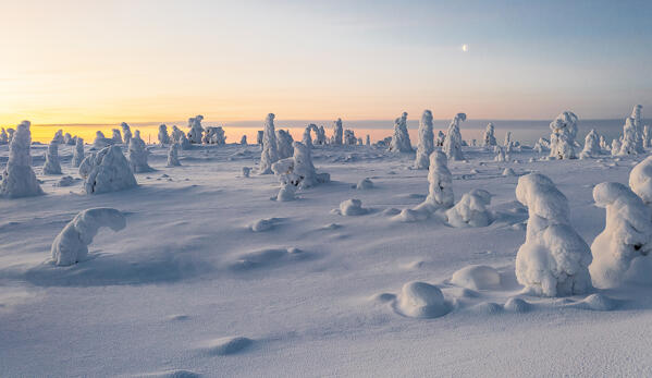 Foresta ghiacciata all'alba, Riisitunturi, Lapponia, Finlandia