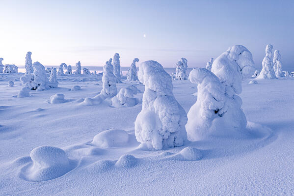 Frozen trees in deep snow after a blizzard, Riisitunturi National Park, Posio, Lapland, Finland