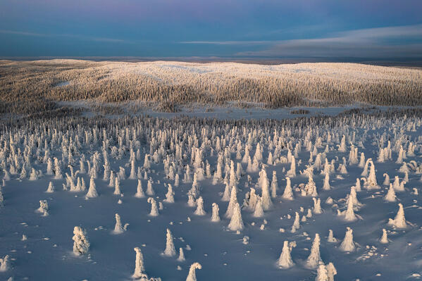 Overhead view of frozen snowy forest at sunrise, Riisitunturi National Park, Posio, Lapland, Finland