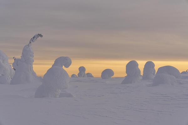 Ice sculptures in the snow at sunset, Riisitunturi National Park, Posio, Lapland, Finland