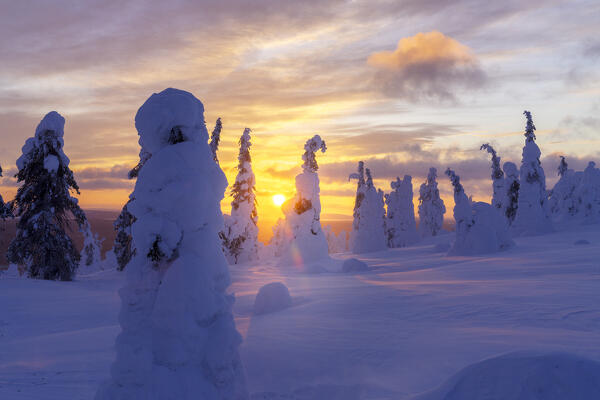 Frozen trees in the arctic forest during the cold winter sunset, Riisitunturi National Park, Posio, Lapland, Finland