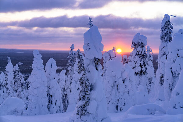 Sun setting over frozen trees covered with snow, Riisitunturi National Park, Posio, Lapland, Finland
