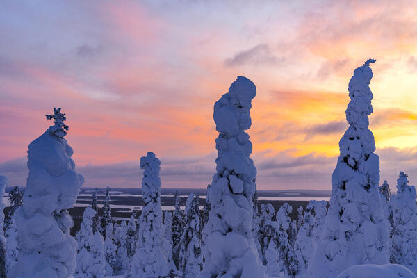 Multi-coloured sky at sunset over the frozen snowy forest, Riisitunturi National Park, Posio, Lapland, Finland