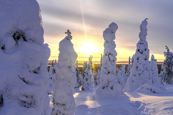 Ice sculptures lit by the cold Arctic sunset, Riisitunturi National Park, Posio, Lapland, Finland