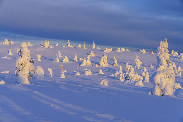 Lone frozen trees in the winter scenery at sunset, Riisitunturi National Park, Posio, Lapland, Finland