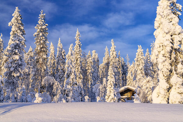 Winter sunrise over a lone mountain hut in the snowy forest, Kangos, Norrbotten County, Lapland, Sweden