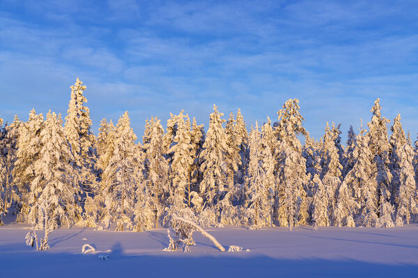 Arctic forest covered with snow at sunrise, Kangos, Norrbotten County, Lapland, Sweden
