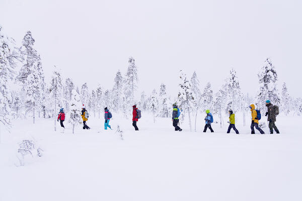 Group of hikers walking on a snowy winter trail, Iso Syote, Northern Ostrobothnia, Lapland, Finland